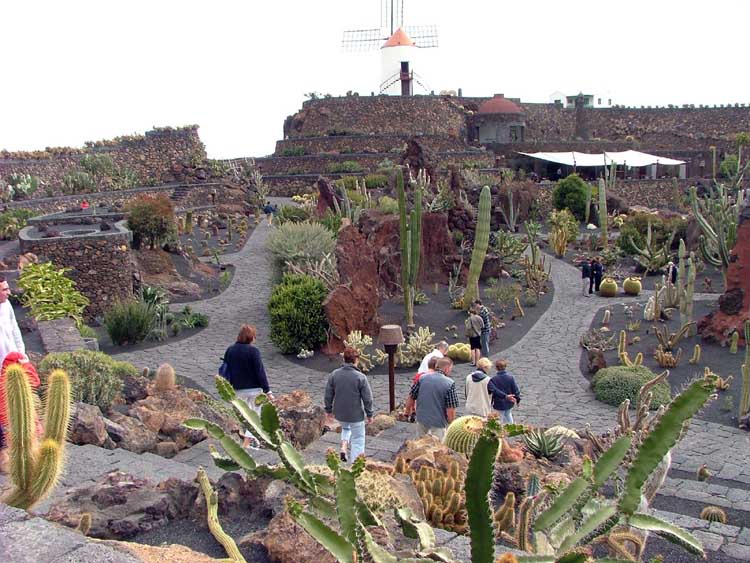 Cactus in Lanzarote