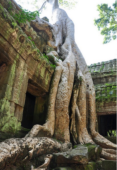 Tree growing on temple in Cambodia