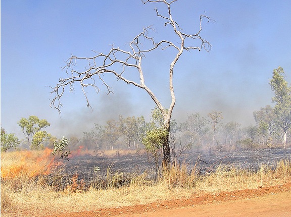 Bush Fire