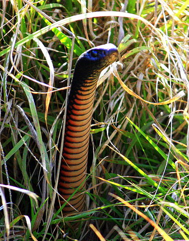 poisonous snake in Australia