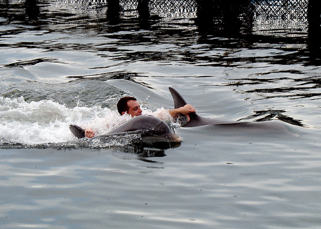 Swim with Dolphins in Orlando