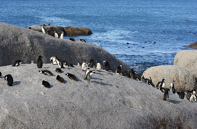 penguins on a rock