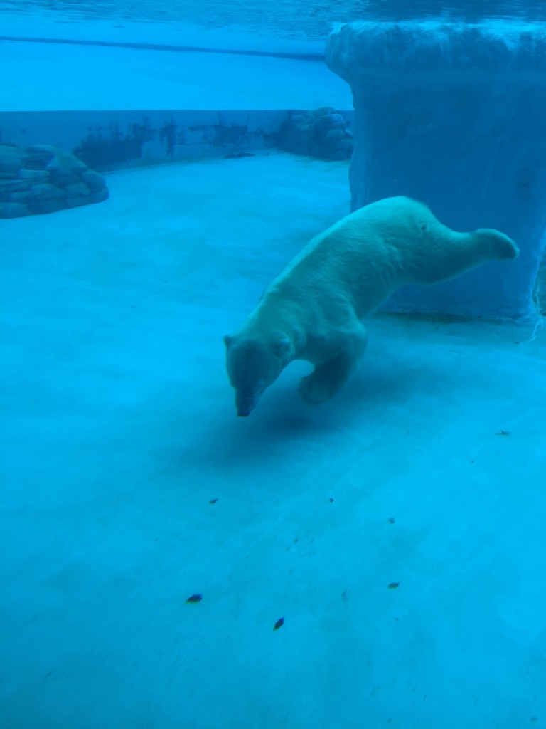 polar bear singapore zoo