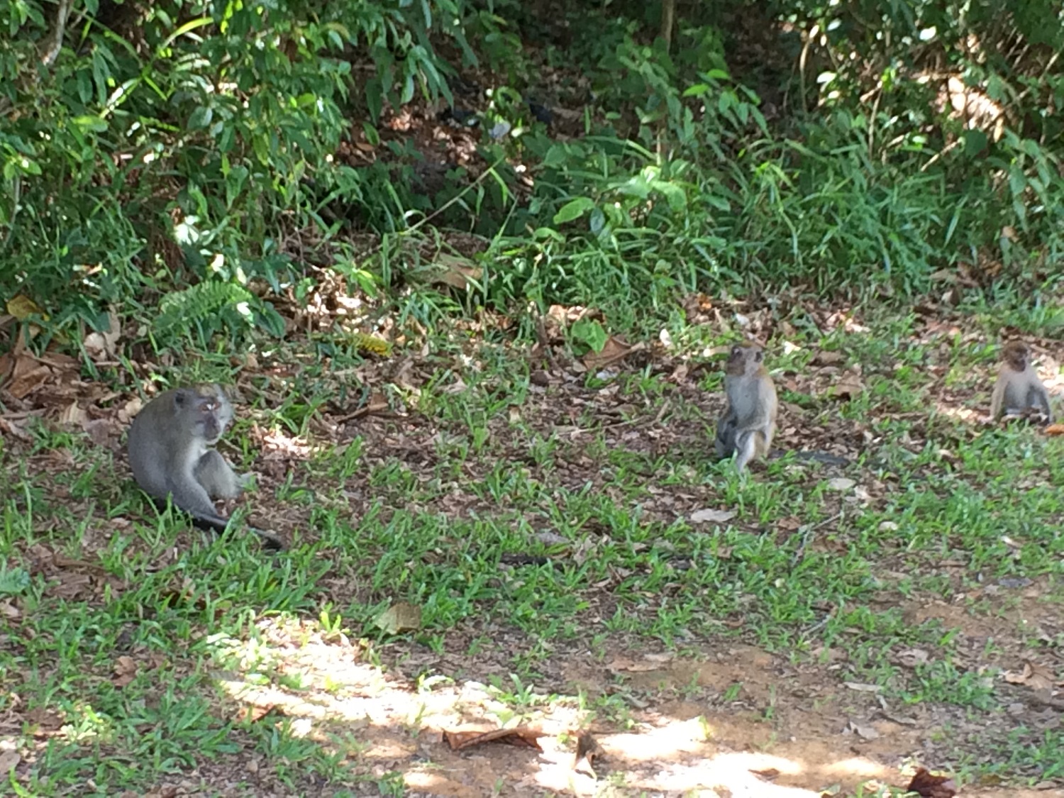 monkeys at pierce reservoir singapore