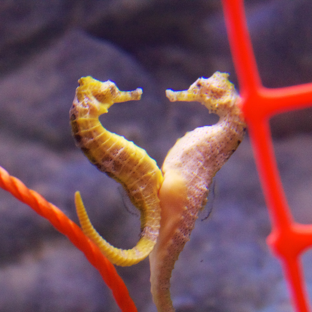 Seahorse World is one of many kid-friendly attractions in Tasmania