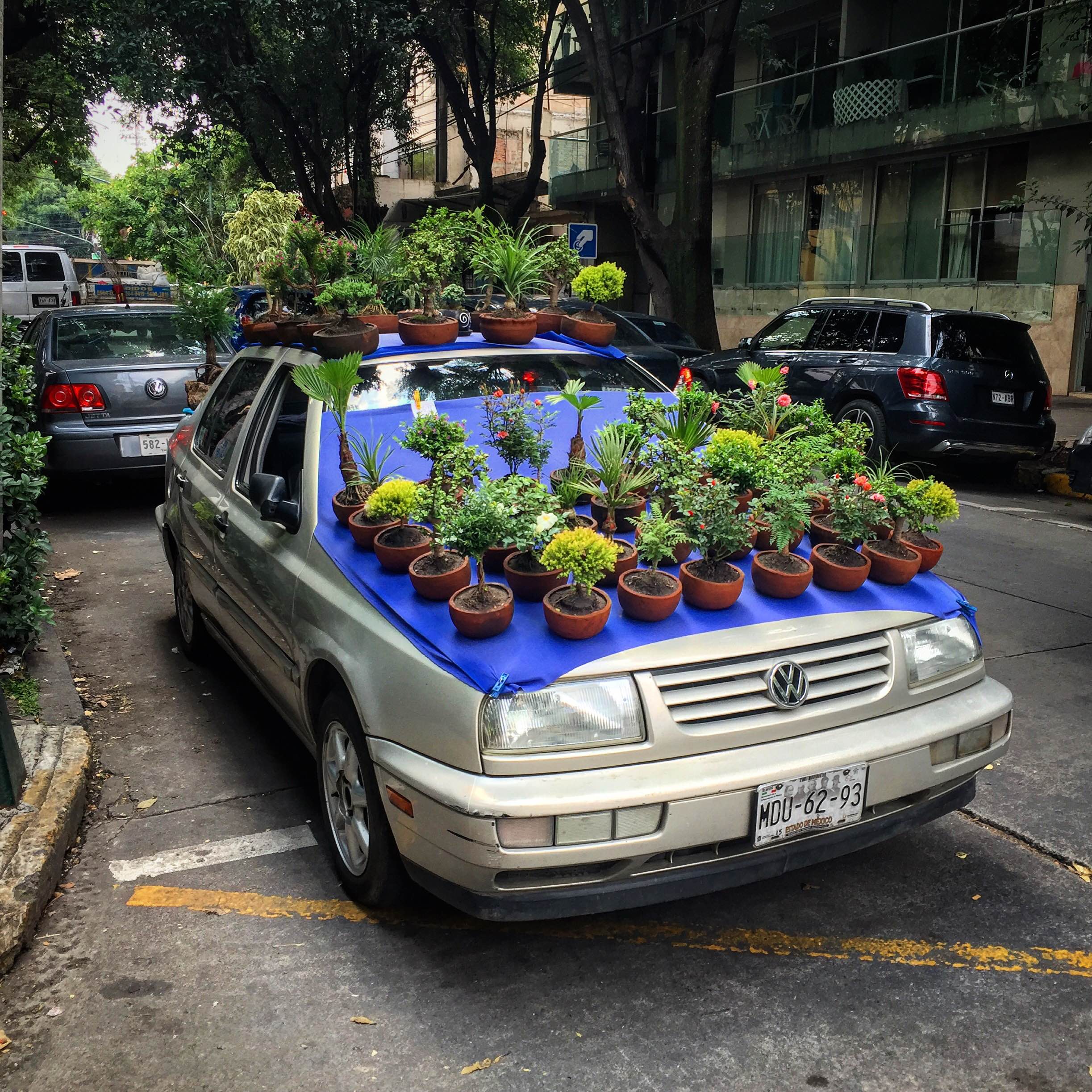 flowers in Condesa