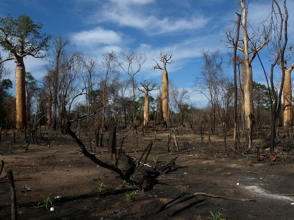 The most endangered animals on Earth are having a hard time surviving in landscapes like this