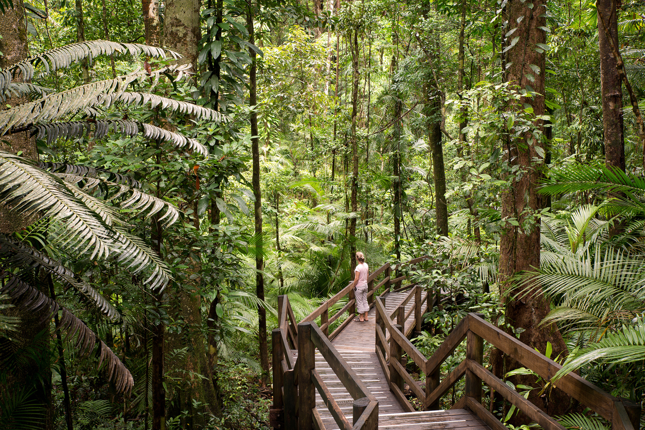 Daintree National Park Oldest Rainforest On Earth Daintree National Park Oldest Rainforest On Earth