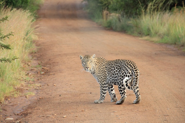 luxury travel ideas Africa Cheetahs