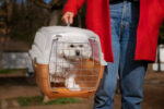 Exporting Pets from Singapore? Tips for Choosing the Right Pet Mover!