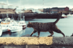 Tips for Taking Your Cat on a Boat Trip
