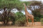 Must-Have Experiences for Your Botswana Safari Adventure