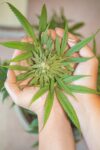 How to Identify and Solve Common Cannabis Growing Problems