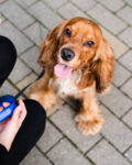 CBD Treats for Dogs that Support Healthy Digestion and Appetite