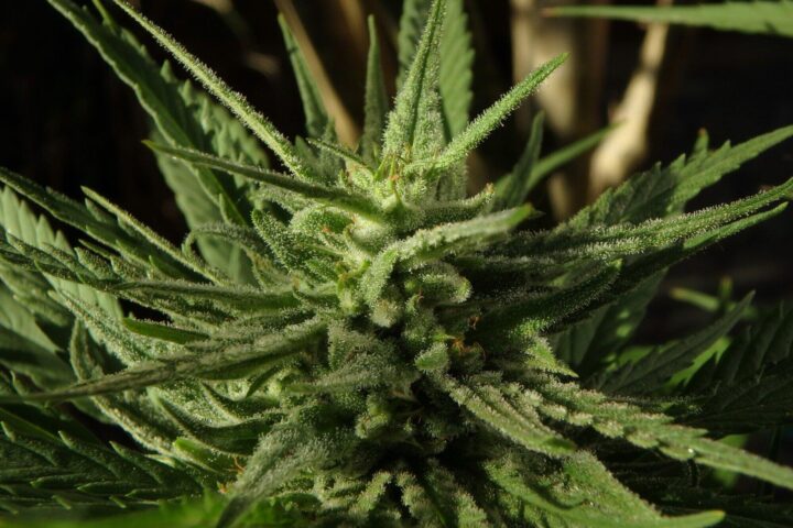 cannabis flowers