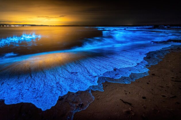 Bioluminescent Beach