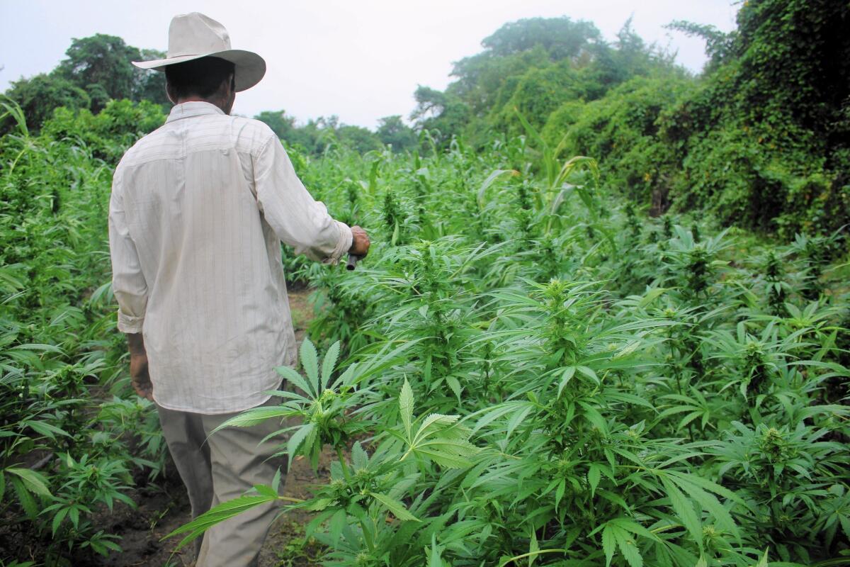 Is Weed Legal in Mexico