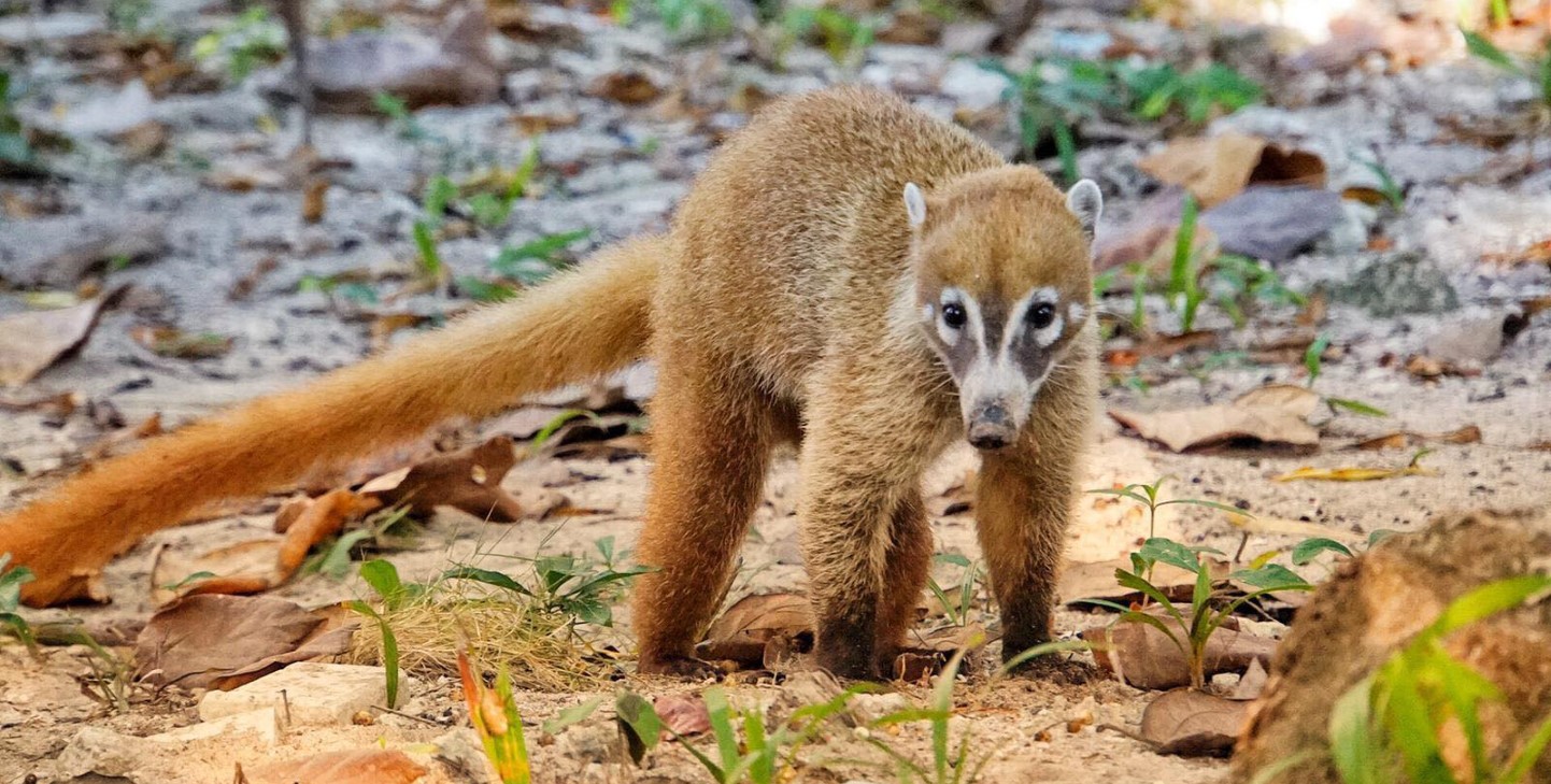 Animals in Mexico