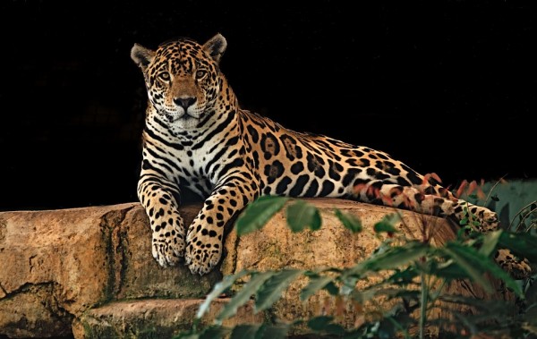 Animals in Mexico