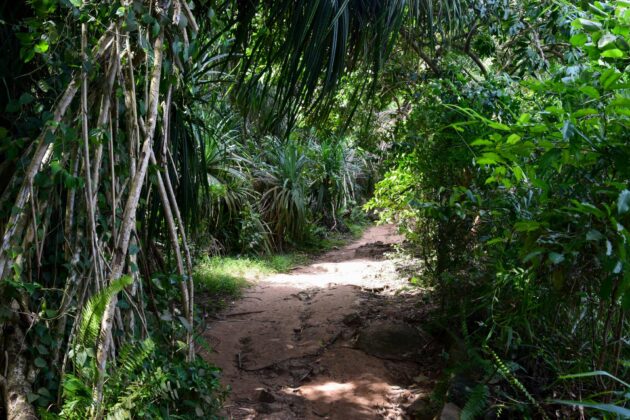 Navigate Secluded Glades