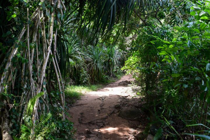 Navigate Secluded Glades