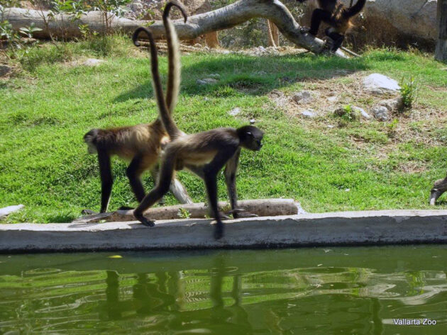 Are There Monkeys in Puerto Vallarta