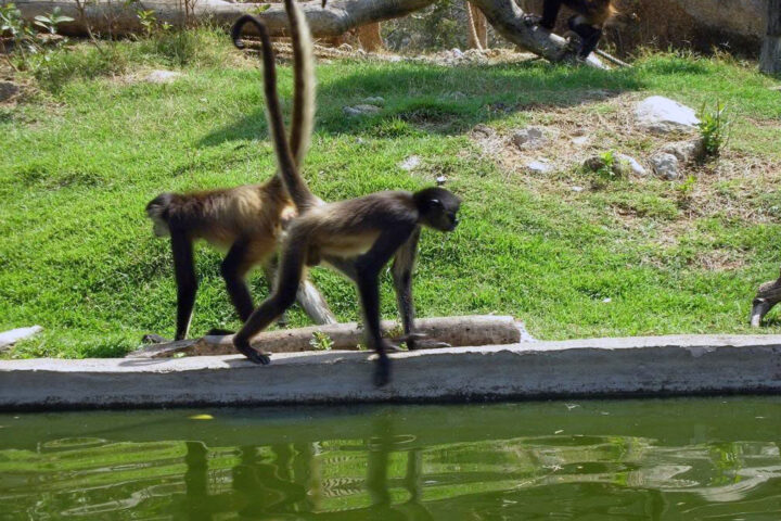 Are There Monkeys in Puerto Vallarta