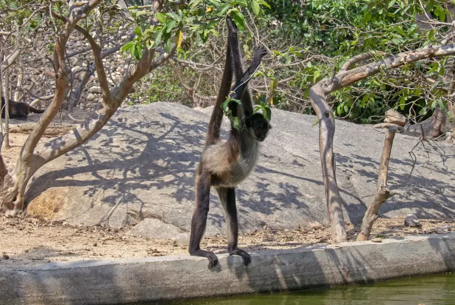 Are There Monkeys in Puerto Vallarta