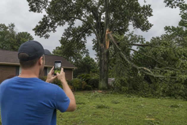 tree cutting in Rock Hill, SC